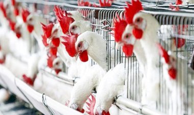 أسعار الدواجن والبيض في مصر اليوم الإثنين