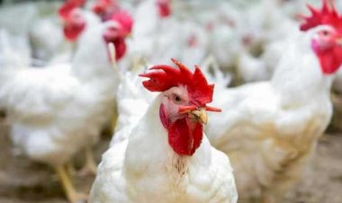 أسعار الدواجن والبيض في مصر اليوم الثلاثاء