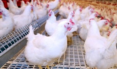 أسعار الدواجن والبيض في مصر اليوم الاربعاء