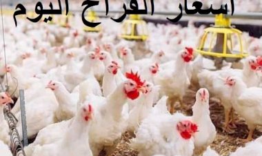 أسعار الدواجن والبيض في مصر اليوم السبت
