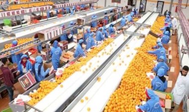 الزراعة: الصادرات الزراعية المصرية حققت 8.8 مليون طن حتى الآن بزيادة 750 ألف طن  