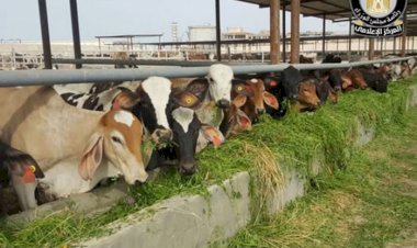 مجلس الوزراء يوضح حقيقة نفوق 500 رأس ماشية بمحافظة المنوفية