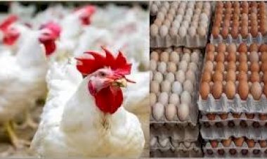 أسعار الدواجن والبيض في مصر اليوم الثلاثاء