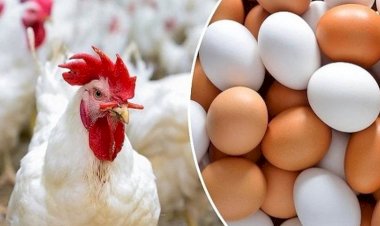 أسعار الدواجن والبيض في مصر اليوم الاربعاء