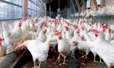 أسعار الدواجن والبيض في مصر اليوم الثلاثاء