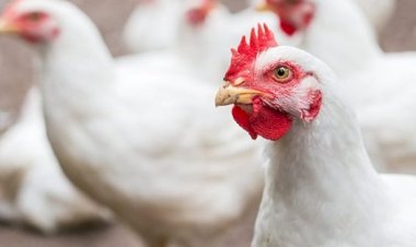 أسعار الدواجن والبيض في مصر اليوم الاربعاء