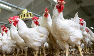 أسعار الدواجن والبيض في مصر اليوم الثلاثاء