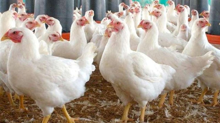 أسعار الدواجن والبيض في مصر اليوم الثلاثاء