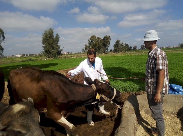 "الزراعة" تعلن تحصين الماشية بأكثر من 8.1 مليون جرعة للقاحي الحمى القلاعية والوادي المتصدع