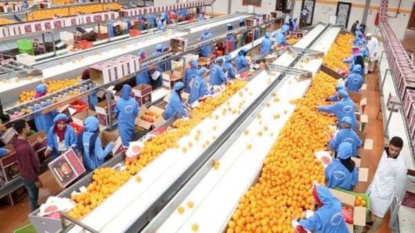 الزراعة: الصادرات الزراعية المصرية حققت 8.8 مليون طن حتى الآن بزيادة 750 ألف طن  