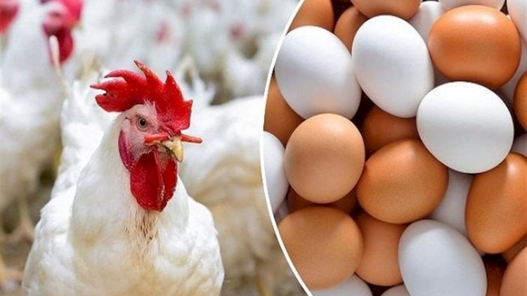 أسعار الدواجن والبيض في مصر اليوم الاربعاء