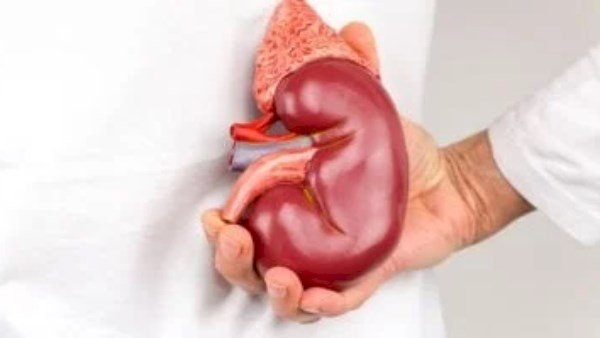 تحذير.. هؤلاء الاشخاص الأكثر عرضة للإصابة بسرطان الكلى   