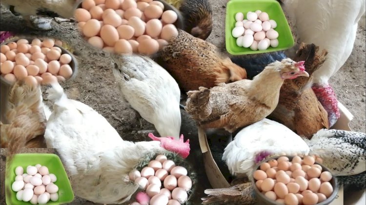 أسعار الدواجن والبيض في مصر اليوم الخميس