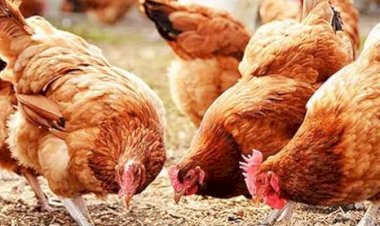 أسعار الدواجن والبيض في مصر اليوم الاربعاء 