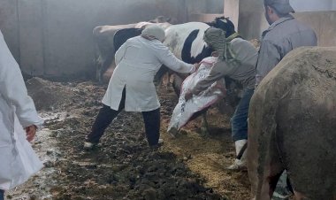 "الزراعة": تحصين 500 ألف رأس ماشية حتى الآن خلال الأسبوع الأول من الحملة الاستثنائية ضد الحمى القلاعية