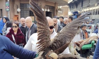 البيئة تشن حملة تفتيشية مكبرة وتضبط طيور وحيوانات برية محظور تداولها بسوق ديانا بالأزبكية