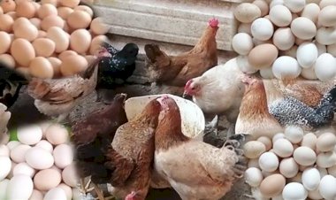 أسعار الدواجن والبيض في مصر اليوم الثلاثاء