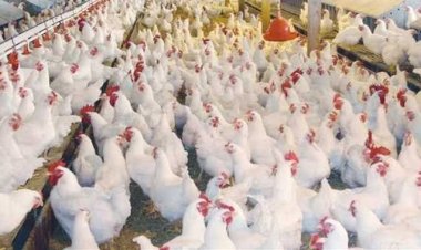 أسعار الدواجن والبيض في مصر اليوم الاربعاء