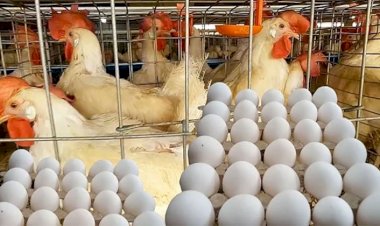 أسعار الدواجن والبيض في مصر اليوم الخميس