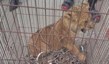 ضبط أسد غير مرخص داخل مزرعة فى البدرشين