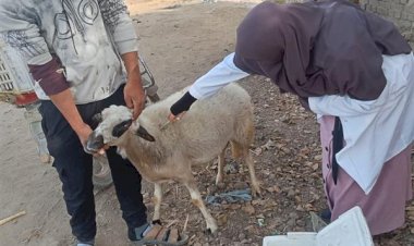 "الزراعة": تحصين 1.2 مليون رأس ماشية ضد "الحمى القلاعية" حتى الآن