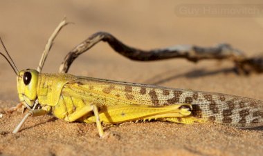 "الزراعة" تنفي رصد جراد صحراوي بـ "بئر العبد" في سيناء
