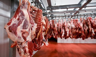 أسعار اللحوم في مصر اليوم الاربعاء