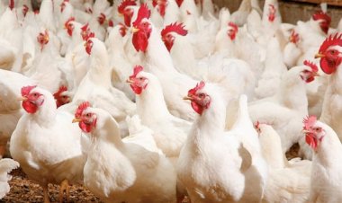 حقيقة ارتفاع أسعار الدواجن نتيجة نقص المعروض منها بالأسواق