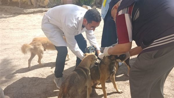 بيطرى الشرقية يواصل حملاته لتطعيم الكلاب الحرة