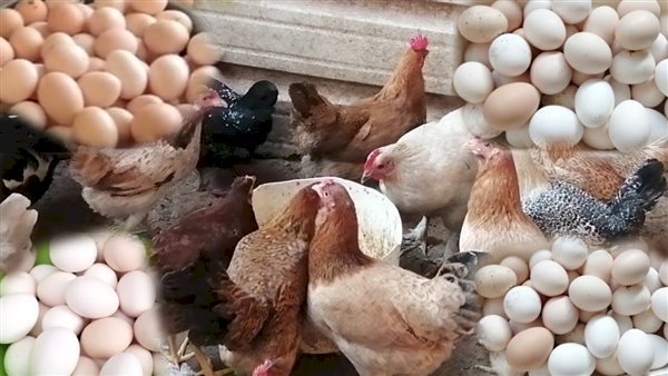 أسعار الدواجن والبيض في مصر اليوم السبت