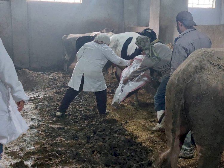 "الزراعة": تحصين 500 ألف رأس ماشية حتى الآن خلال الأسبوع الأول من الحملة الاستثنائية ضد الحمى القلاعية