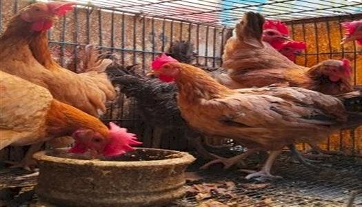 أسعار الدواجن والبيض في مصر اليوم الأحد