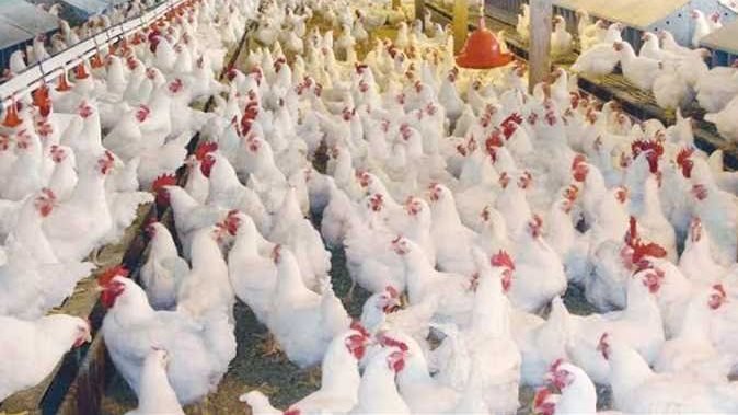 أسعار الدواجن والبيض في مصر اليوم الاربعاء