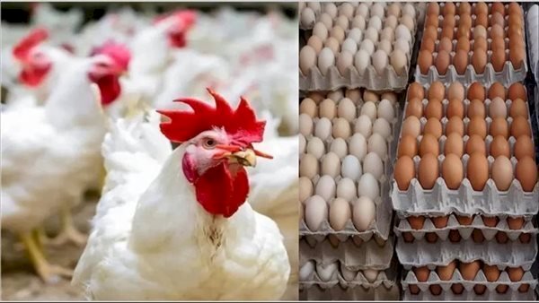 أسعار الدواجن والبيض في مصر اليوم الأحد