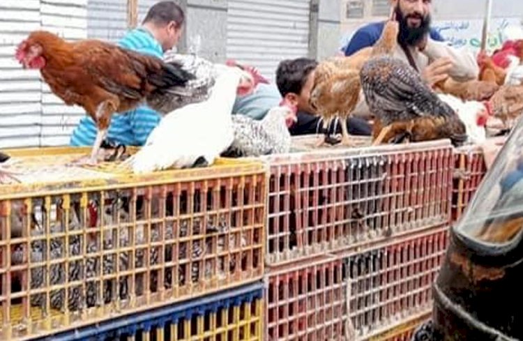 أسعار الدواجن والبيض في مصر اليوم الاربعاء