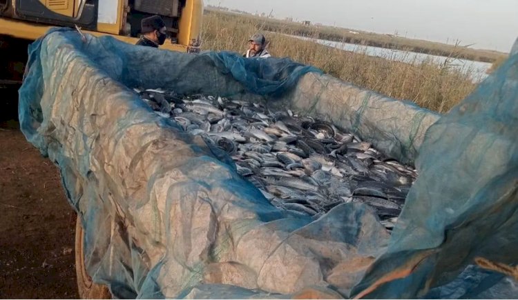 انطلاق موسم الصيد بمحطة تحضين الخاشعة السمكية في إطار خطة الجهاز لزيادة الإنتاج السمكي