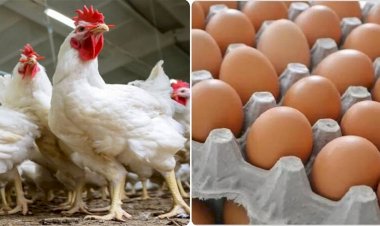 أسعار الدواجن والبيض في مصر اليوم الأحد