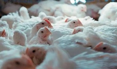 أسعار الخضار والفاكهة في الأسواق اليوم السبت