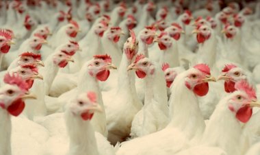 ارتفاع أسعار الدواجن والبيض اليوم الاربعاء