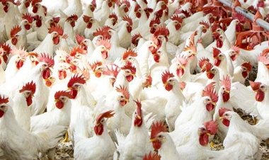 ارتفاع أسعار الدواجن والبيض اليوم الأحد