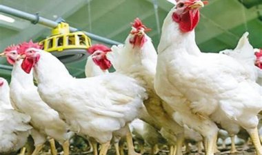 ارتفاع أسعار الدواجن والبيض اليوم الاربعاء