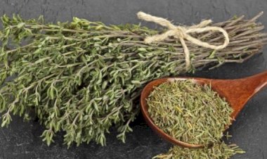 عشب غير متوقع يقوى النظر والقلب والضغط.. تعرف عليه