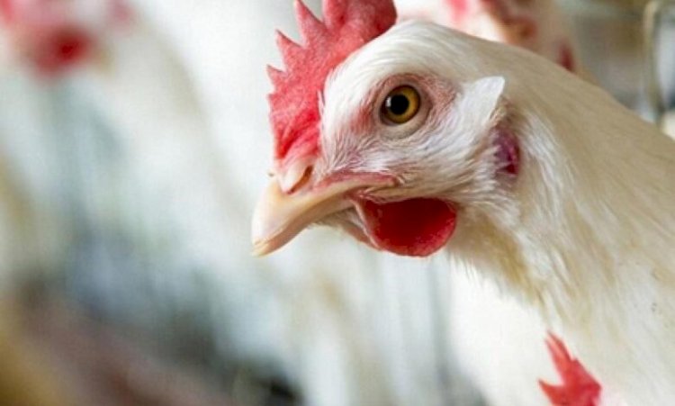 أسعار الخضار والفاكهة في الأسواق اليوم الأحد