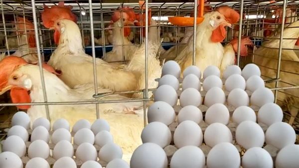 ارتفاع كبير في أسعار الدواجن والبيض اليوم الأحد
