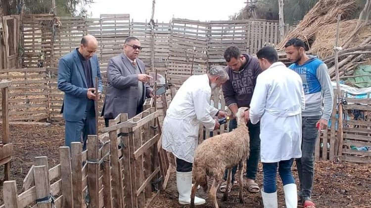 قافلة بيطرية مجانية بقرية المصلحة فى المنوفية الخميس المقبل