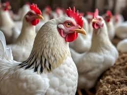 ارتفاع جديد في أسعار الدواجن والبيض اليوم الاربعاء 