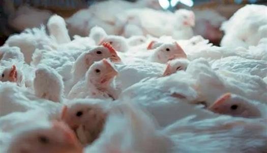 أسعار الخضار والفاكهة في الأسواق اليوم السبت