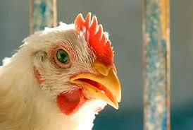 ارتفاع أسعار الدواجن والبيض اليوم الأحد