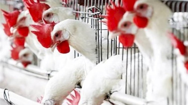 ارتفاع أسعار الدواجن والبيض اليوم السبت