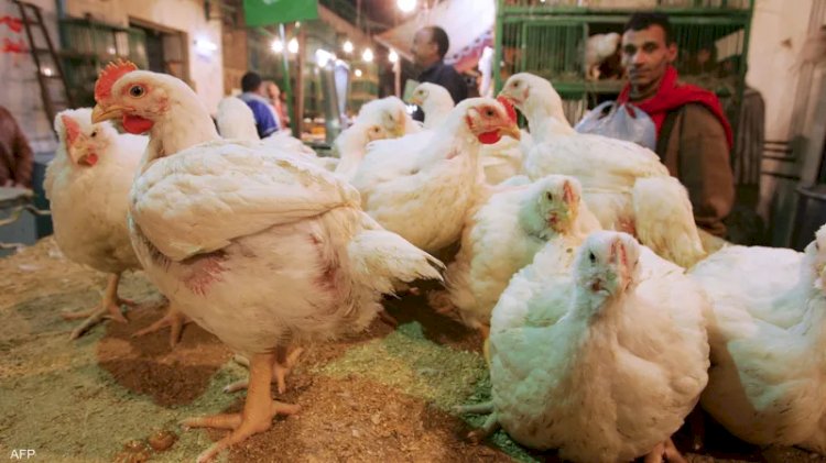 ارتفاع أسعار الدواجن والبيض اليوم السبت